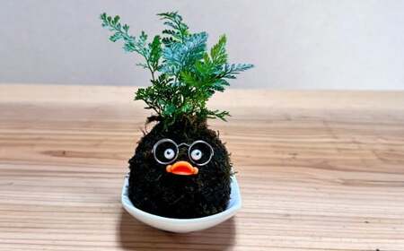 ほっこり 苔玉こけだまこっこちゃん×1個 受け皿付き 苔 コケ 植物 