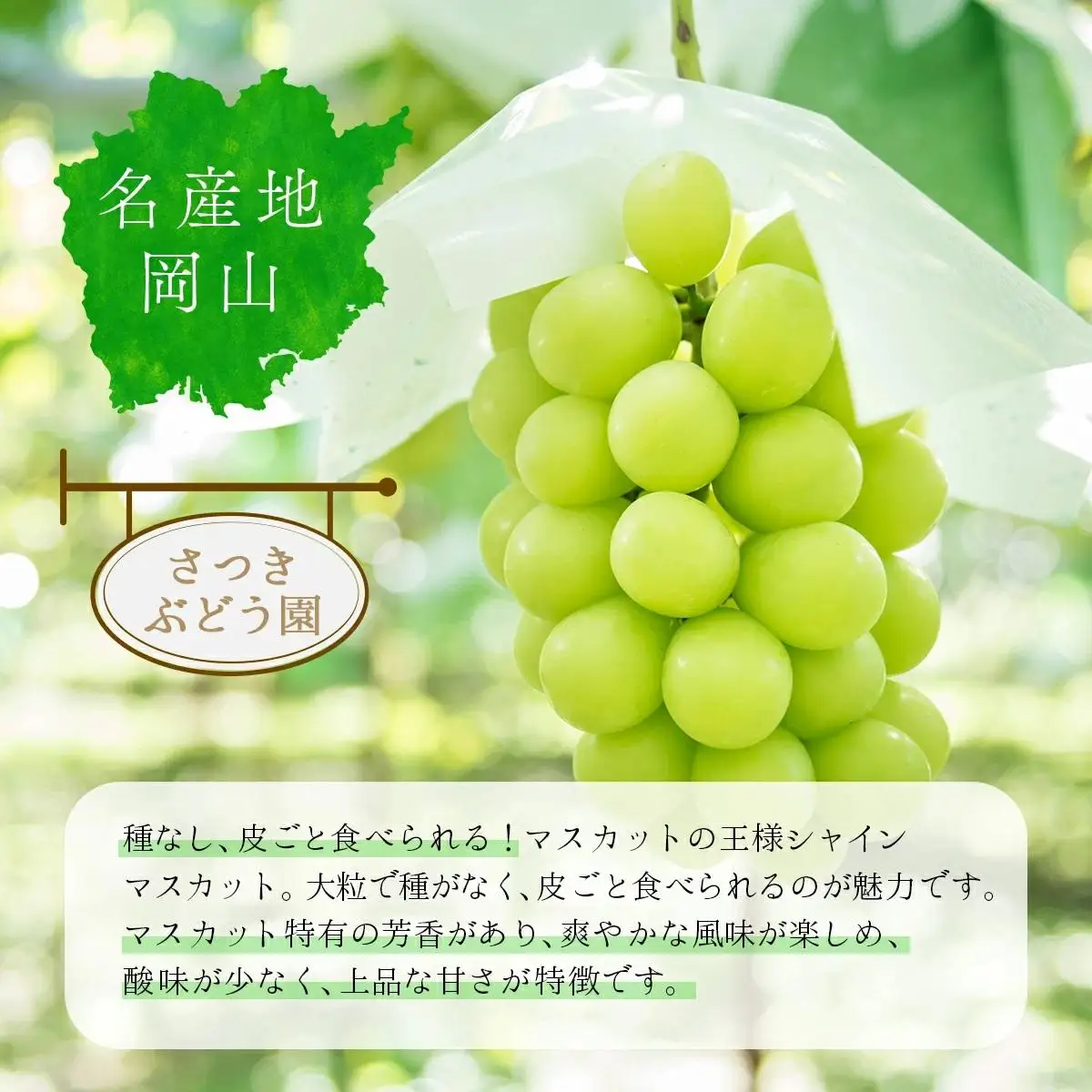 ＜先行予約＞【ギフト】 冬のシャインマスカット【2026年12月発送】 1房(600g以上) [025-a032]