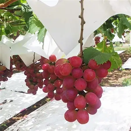 【2026年発送】山梨県オリジナル新品種サンシャインレッド!【計1kg程度】【配送不可地域：離島】【1654856】