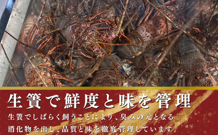 【 伊勢海老 】 活〆冷凍伊勢海老 700g ～ 800g
