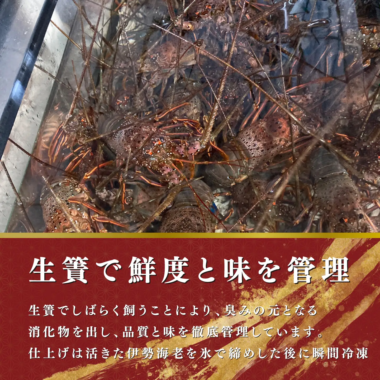 【 伊勢海老 】 活〆冷凍伊勢海老 4匹