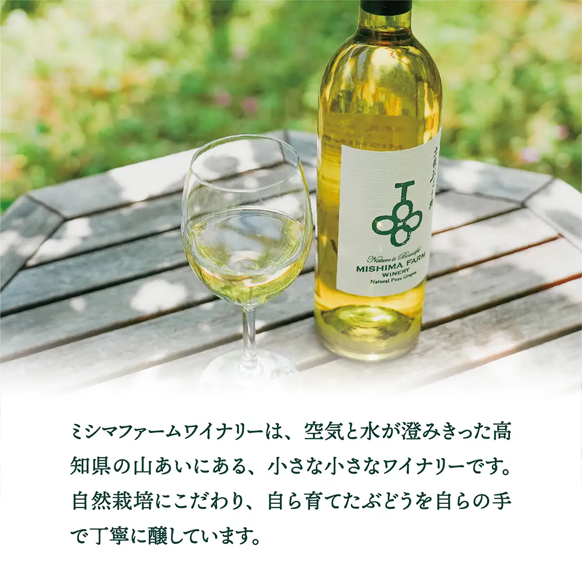 土佐ぶどう酒　白[mf-001]