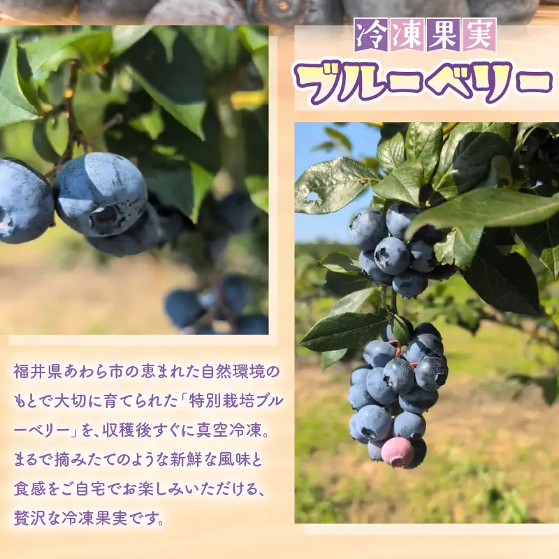 【訳あり】冷凍果実 福井県あわら市産 生食用ブルーベリー 真空冷凍 400g / ブルーベリー 冷凍 国産 目の健康 大粒 抗酸化作用 フルーツ 果物 お取り寄せ [aw007-a008]