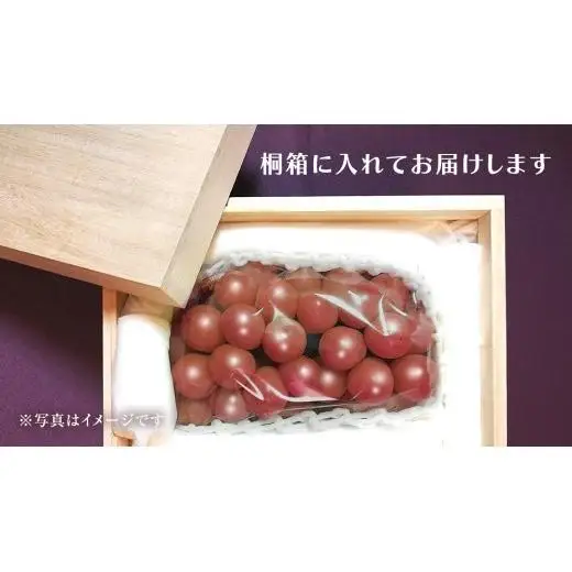 【桐箱入り】 ゴルビー ２房 【2026年9月上旬発送開始】(茨城県共通返礼品：大子町)