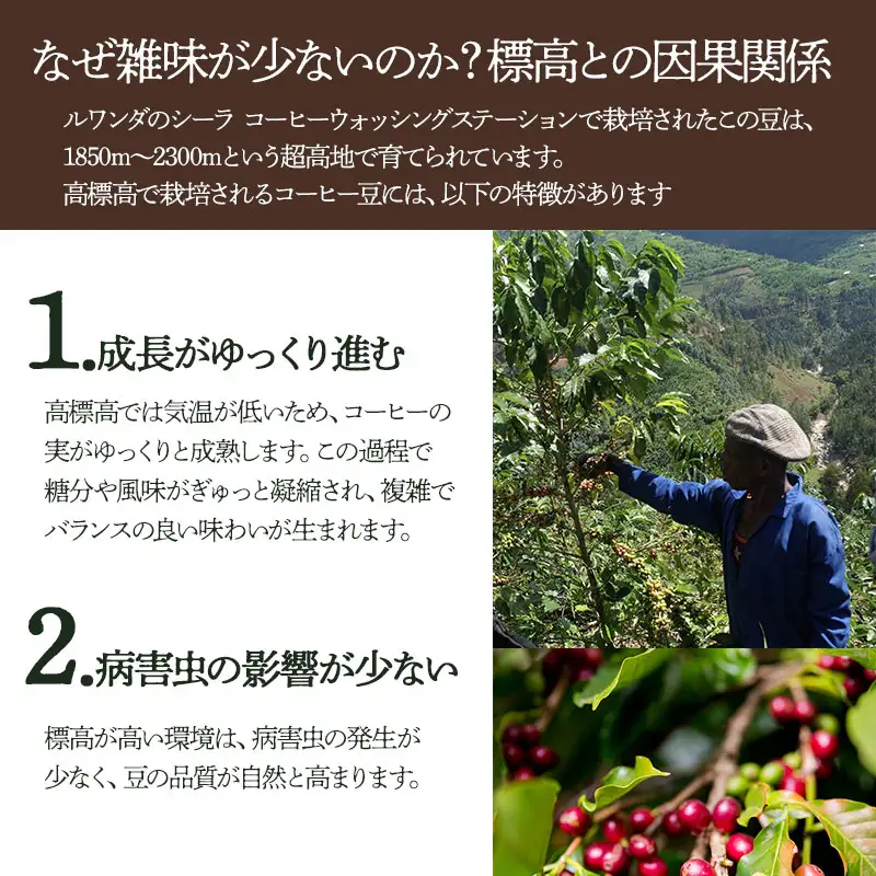 千一珈琲　コーヒー豆：ルワンダ87g　[K-710]