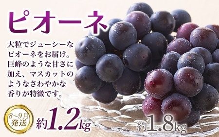 【全3回定期便】和歌山の旬のフルーツ定期便！人気の桃・ピオーネ・梨をお届け♪ 【BG-tkb306】