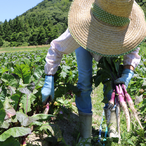 日野菜かぶ焼酎 720ml 1本 焼酎 かぶ お酒 蕪 滋賀県 日野町 ふるさと納税