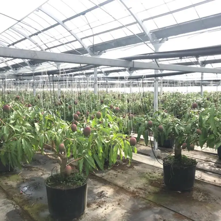 【先行予約】西都産完熟マンゴー Ｌサイズ×3個 鉢植栽培 宮崎県西都産 サムライファーム 2026年発送＜24-4a＞