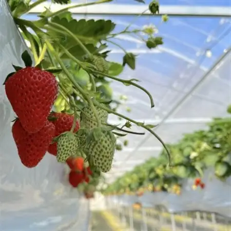 厳選　完熟冷凍いちご　愛知県新城産紅ほっぺ【500g×3袋】【配送不可地域：離島】【1548627】