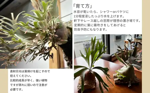 ビカクシダ(コウモリラン)バンナ#A P. Banna#A