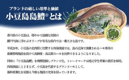【 小豆島 】テレビで紹介されました！『小豆島島鱧』活け締め骨切り瞬間冷凍 新鮮 海の幸 ハモ