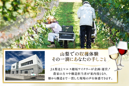 ワイン 収穫体験＆ワインセット 3本×2名 計6本 ペア 2名様 参加券 ワイナリー [本坊酒造マルス穂坂ワイナリー 山梨県 韮崎市 20745174]