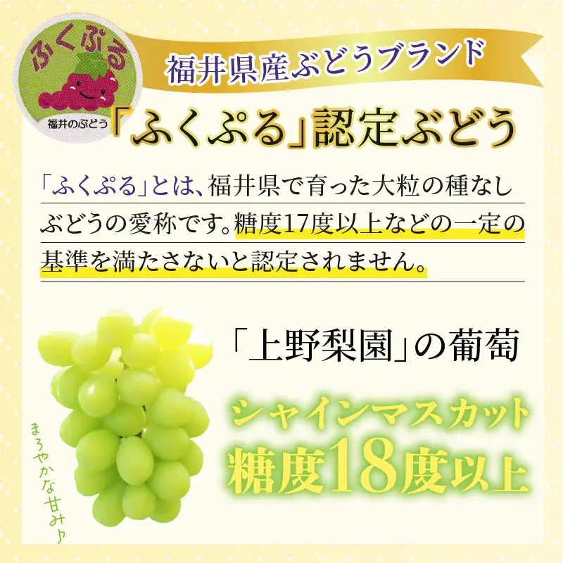 【先行予約】【種なし】上野梨園のシャインマスカット 1房 約500～700g【上野の葡萄】 / ぶどう フルーツ 果物 くだもの 贈答 お土産 種なし 旬 皮ごと食べる 　美容 ぶどう狩り 巨峰に負けない 爽やかな甘さ 大粒 新鮮 朝採れ 厳選※2026年9月上旬より順次発送 [aw077-a010]
