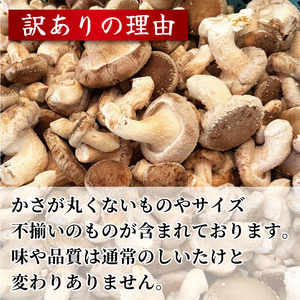 訳あり生 しいたけ 2kg 菌床【 しいたけ 】