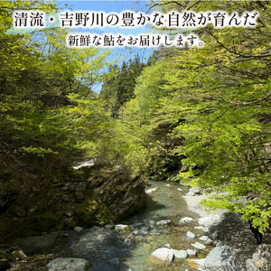 【先行予約】天然 鮎 800g 川魚 あゆ【 鮎 】