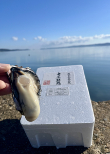 七尾牡蠣10個入り | かき 魚介類 訳あり 生活応援価格 ご家庭用 石川県 能登 復興支援 ※2026年7月～発送