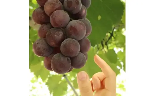 【 訳あり 】 ぶどう 約 1kg 葡萄 種なし 【 ぶどう 】
