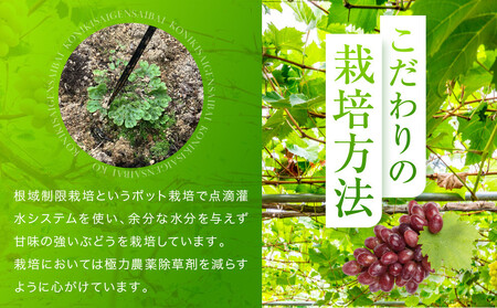 ＜2026年先行予約 9月中旬〜10月下旬発送＞ ぶどう彩り2～3種詰め合わせ 1kg | 品種おまかせ 朝採れ フルーツ 果物 食品 おいしい 人気 シャインマスカット マスカット 飛騨高山 ぶどうマルシェTSUZUKU SK001