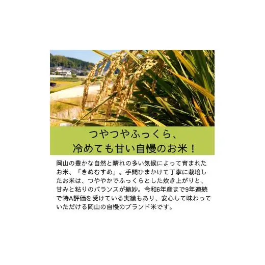 【令和7年産】無洗米 きぬむすめ 4kg 2kg×2袋 岡山県産 【先行予約 2025年11月上旬から順次発送】