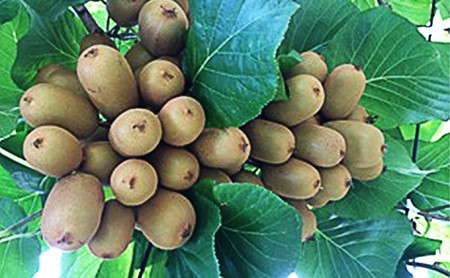 小豆島さぬきキウイっこ 約2kg  果物 旬 果物類 フルーツ 果物詰合せ 