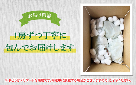 先行受付2026年発送【信州東御ぶどう園】訳アリボンボンぶどう！シャインマスカットたっぷり2kg ※2026年10月上旬以降発送