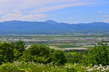 【定期便6回】北海道奈井江町　ななつぼし　5kg
