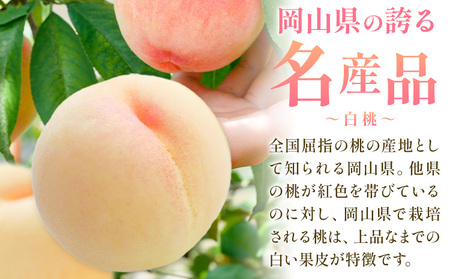 【10回定期便】岡山の桃 十撰 10種 計10kg【配送不可地域あり】桃