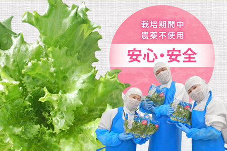 フリルレタス 10袋 セット [バイテックベジタブルファクトリー 石川県 中能登町 27ap0001]