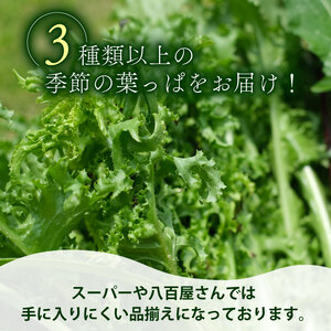 【爬虫類用】 季節の葉っぱ詰め合わせ セット 約 1.8kg 80サイズ ( 草食 雑食 爬虫類 ペットフード ペット リクガメ カメ イグアナ 動物 ごはん ご飯 おやつ 野菜 葉 葉野菜 旬 栄養 安心 新鮮 きよしファーム 南丹市 京都府 京都 )