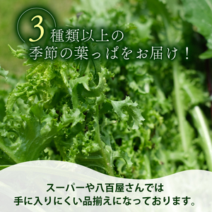 【爬虫類用】【定期便12回】 季節の葉っぱ詰め合わせ セット 約 1.8kg 80サイズ ( 定期便 12カ月 草食 雑食 爬虫類 動物 ペットフード ペット リクガメ カメ イグアナ ごはん ご飯 おやつ 野菜 葉 葉野菜 旬 栄養 安心 新鮮 きよしファーム 南丹市 京都府 京都 )