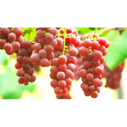 クインニーナ 約5kg (7～9房) 【2026年9月上旬発送開始】(茨城県共通返礼品：大子町)