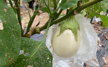 【先行予約】 季節限定 白なす 6個 ナス 茄子 野菜 白なす | 石川県 小松市 のうちゃんファーム