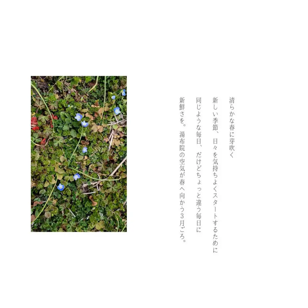 湯布院　ＭＩＫＡＴＡ KO-HA(香葉)のリードディフューザーNo.05 清芽