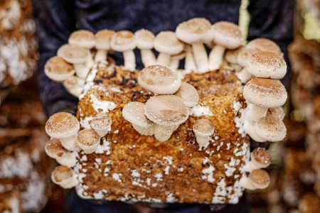 おうちで楽しむ　しいたけ栽培キット　きのこっ家【きのこ しいたけ 栽培 キット 菌床 1個】