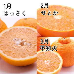 【定期便】家庭用 柑橘定期便 S 3回（1～3月）※北海道・沖縄・離島への配送不可※1月・2月・3月に発送