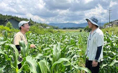 【2026年夏発送予約】生で食べられる白い宝石 中津川産プレミアム 純白とうもろこし おおもの白 4kgセット 朝採り 即日冷蔵発送 数量限定 F4N-2369