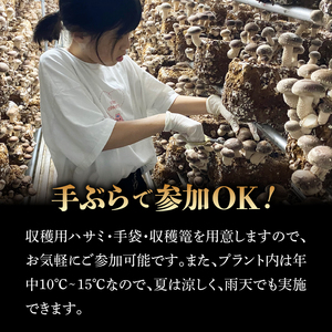 きのこ狩り　(収穫体験チケット3名分)収穫量1kg