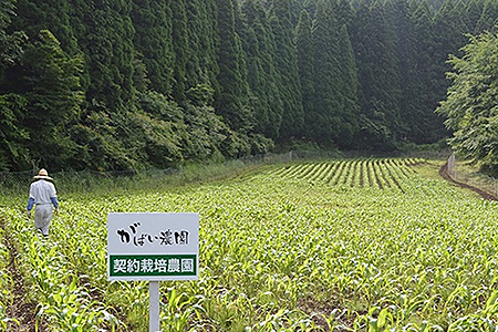 有機栽培 コーン茶 純国産 健康茶：A095-017