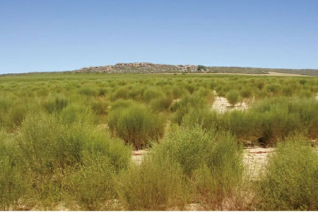 オーガニックルイボスティー（2個セット）：B110-009