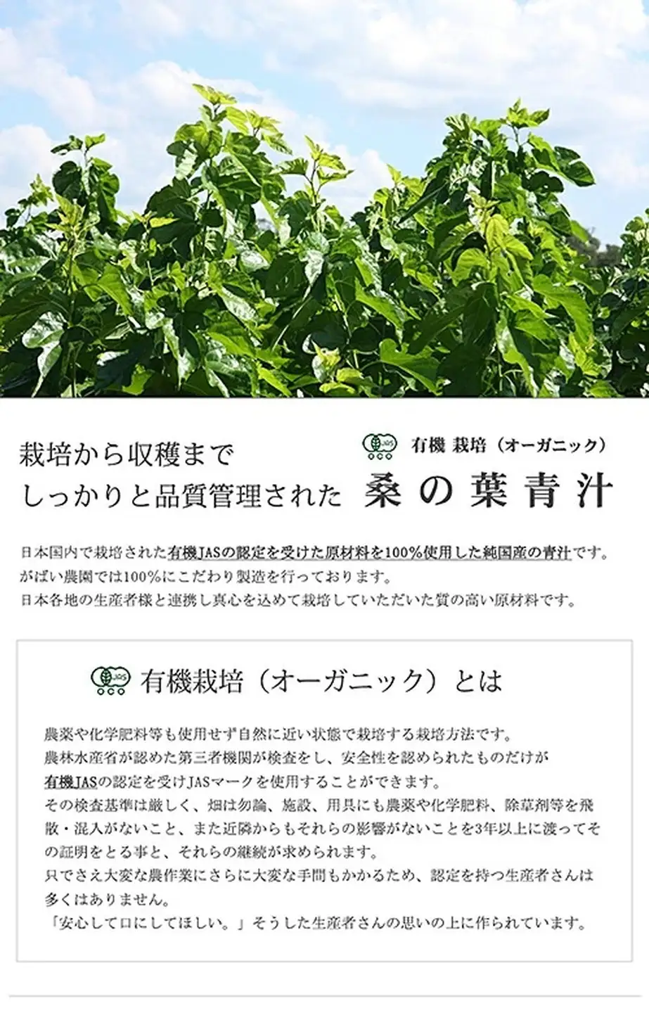 有機栽培 桑の葉青汁（2個セット）：B150-019