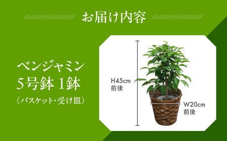ベンジャミン 観葉植物 植物 5号鉢 人気 おしゃれ かわいい お手入れ 室内 大鉢 中型 インテリア リビング 玄関 寝室 キッチン オフィス プレゼント ギフト 新居 入居 インテリアグリーン グリーン 緑 植物