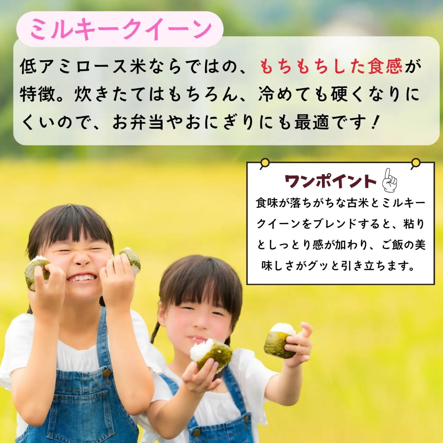 《令和8年産 先行予約》ミルキークイーン  5kg  沼田さんちの満点 (Bx-001)　ミルキー