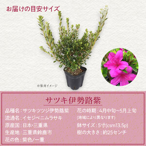 特産品 サツキ伊勢路紫 4本セット