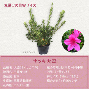 特産品の サツキツツジ大盃 4本セット