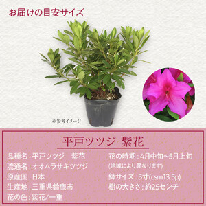 特産品 ヒラトツツジ紫花 15本セット