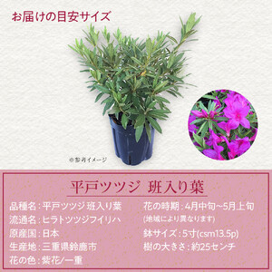 特産品 平戸ツツジ斑入り葉 4本セット