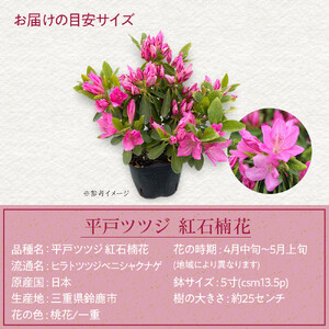 特産品 平戸ツツジ 紅石楠花 4本セット