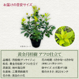 黄金月桂樹　アフロ仕立て