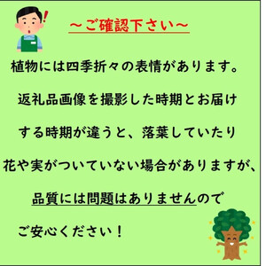 這性トキワマンサク　ルビーランナー