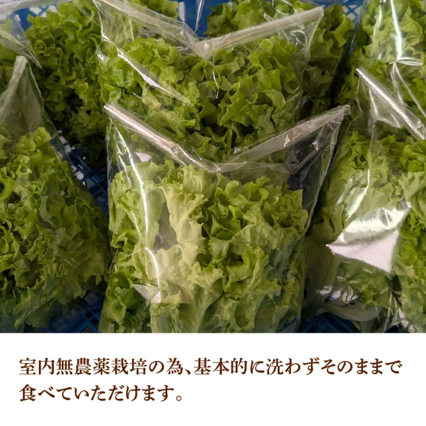 採れたてフレッシュな無農薬リーフレタス 8個入り